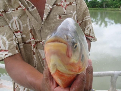 pic LAKE DAY FISHING IN HUA HIN